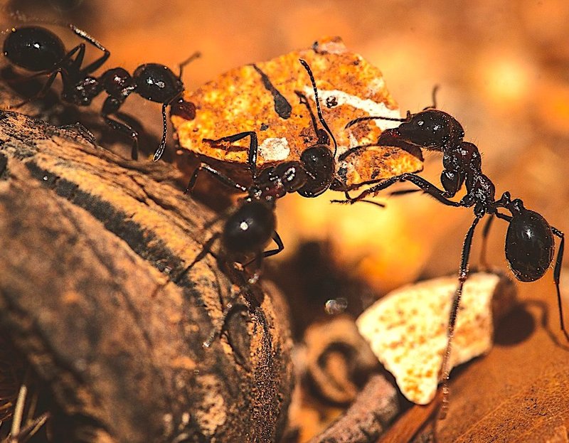 10 Things You Didn'T Know About The Ant