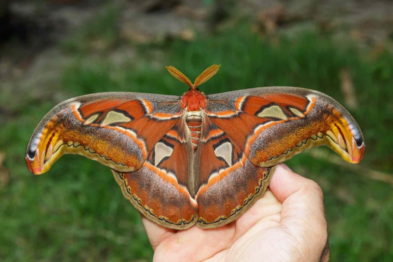 10 Things You Didn'T Know About The Atlas Moth