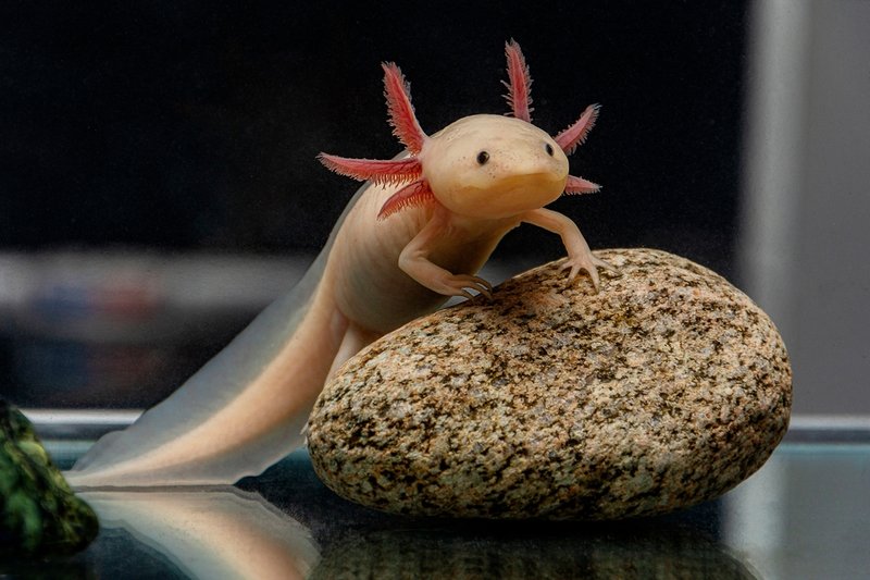 10 Things You Didn'T Know About The Axolotl