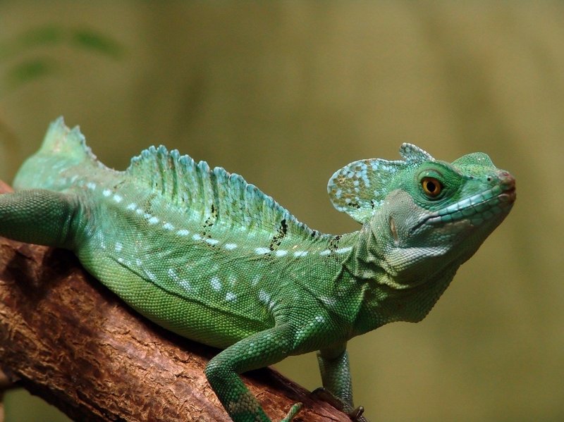 10 Things You Didn'T Know About The Basilisk Lizard