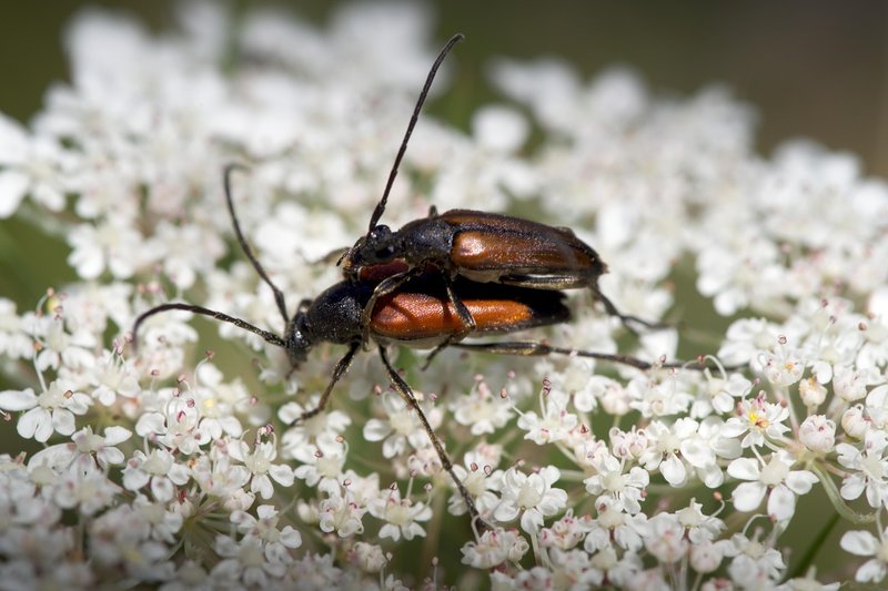 10 Things You Didn'T Know About The Beetle