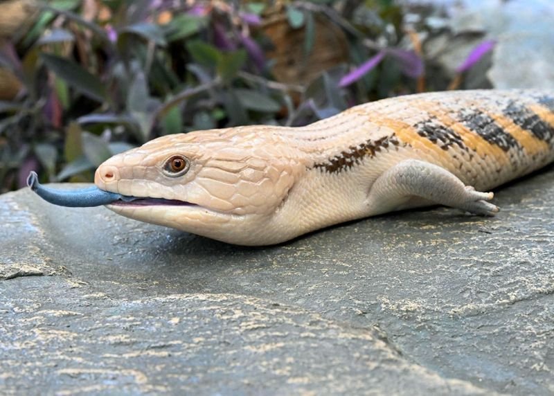 10 Things You Didn'T Know About The Blue-Tongue Skink