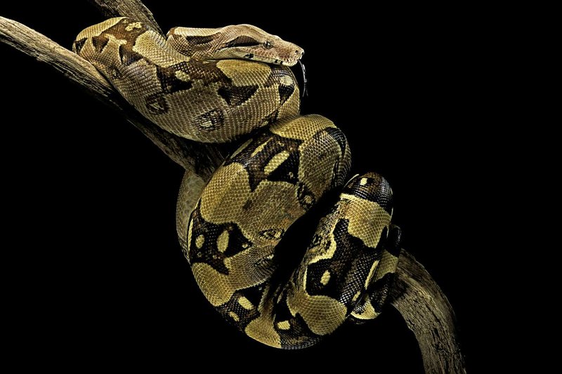 10 Things You Didn'T Know About The Boa Constrictor