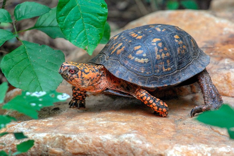 10 Things You Didn'T Know About The Box Turtle