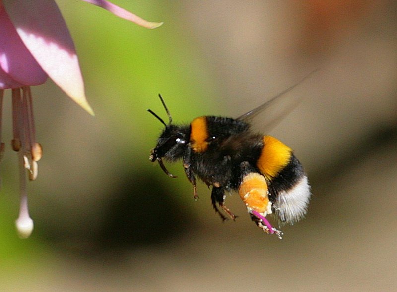 10 Things You Didn'T Know About The Bumblebee