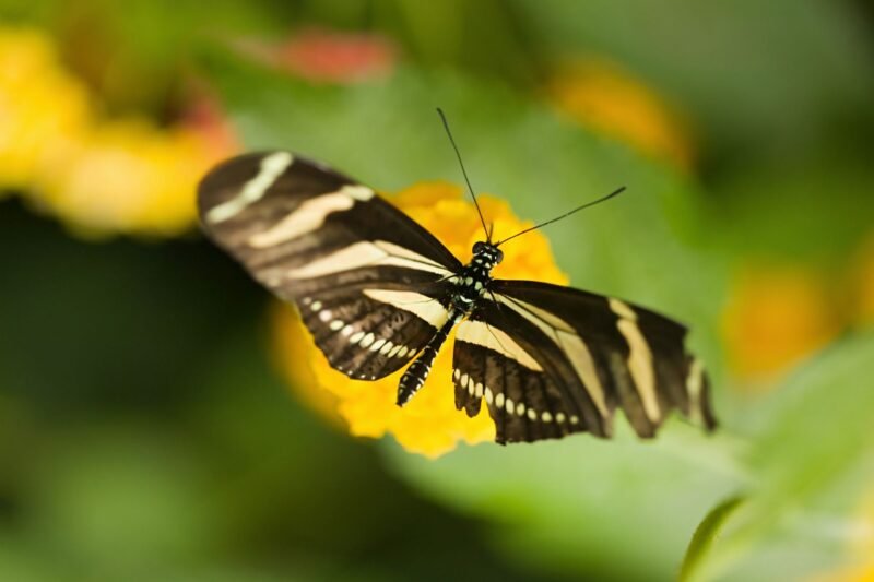 10 Things You Didn'T Know About The Butterfly