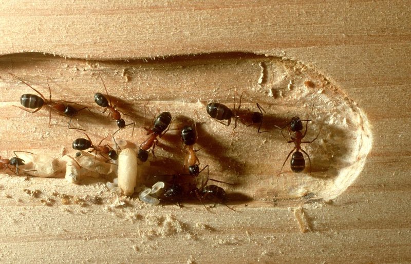 10 Things You Didn'T Know About The Carpenter Ant