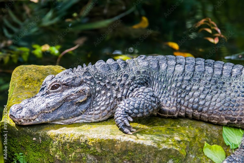 10 Things You Didn'T Know About The Chinese Alligator
