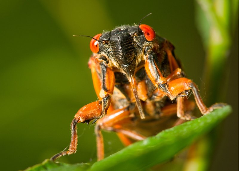 10 Things You Didn'T Know About The Cicada