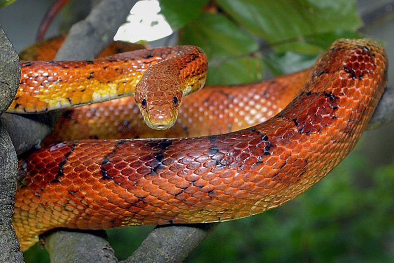 10 Things You Didn'T Know About The Corn Snake