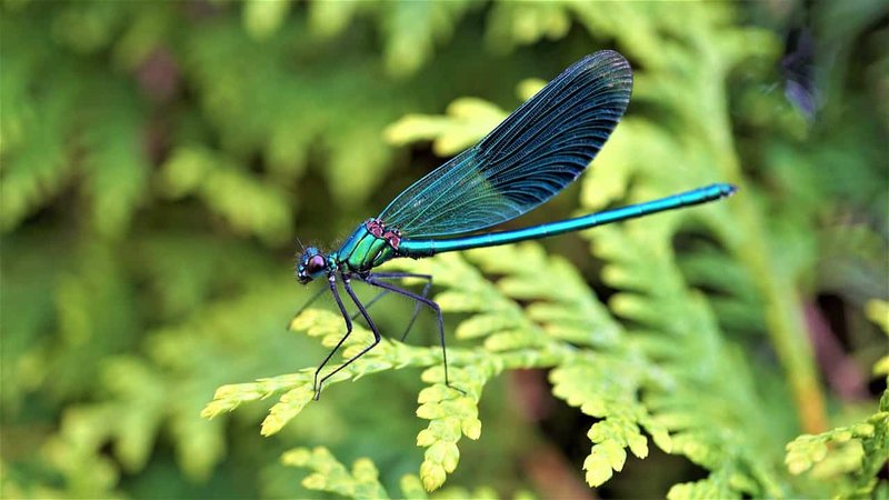 10 Things You Didn'T Know About The Dragonfly
