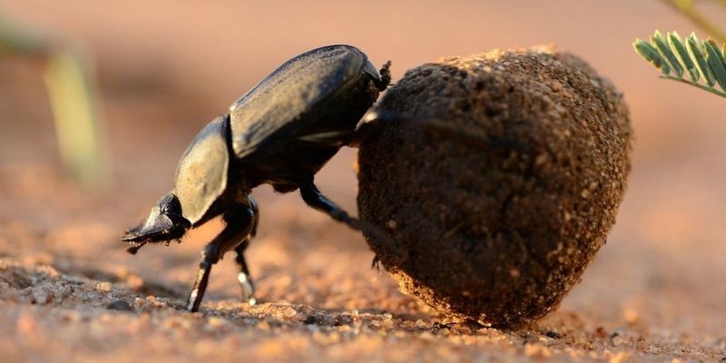 10 Things You Didn'T Know About The Dung Beetle