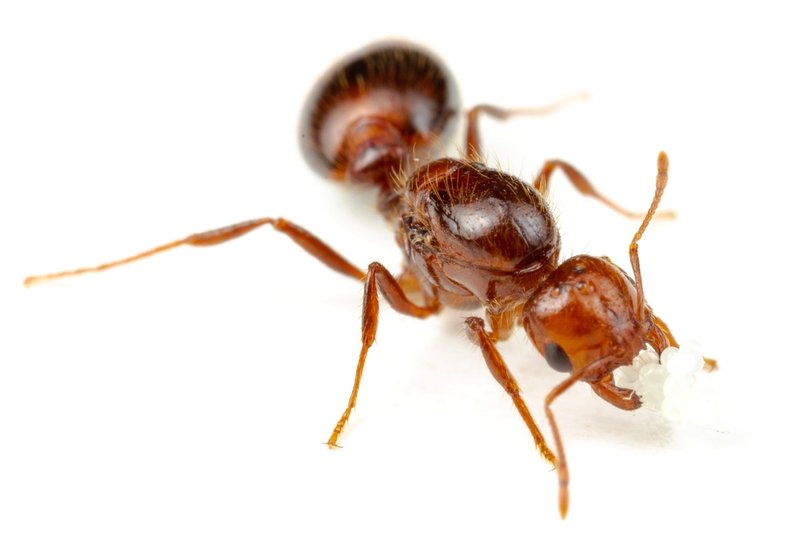 10 Things You Didn'T Know About The Fire Ant