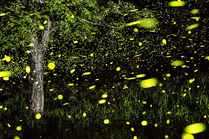 10 Things You Didn'T Know About The Firefly