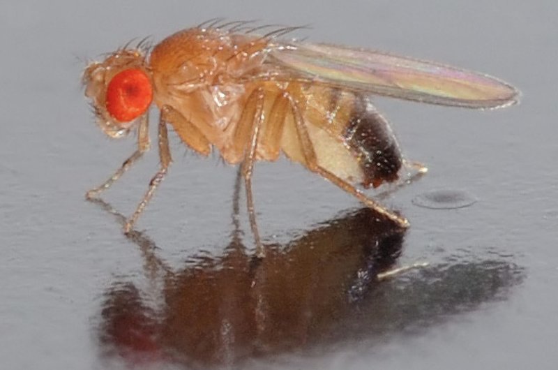 10 Things You Didn'T Know About The Fruit Fly