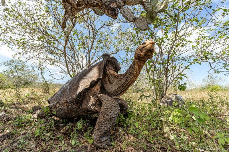 10 Things You Didn'T Know About The Galã¡Pagos Tortoise