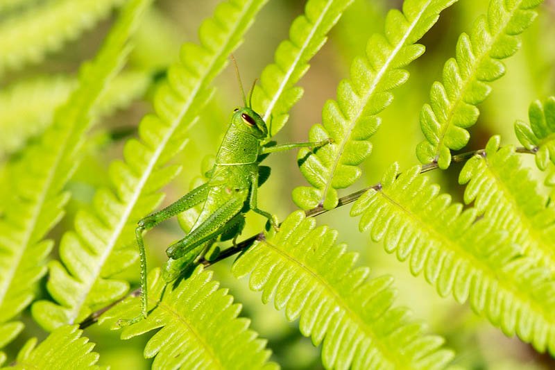 10 Things You Didn'T Know About The Grasshopper