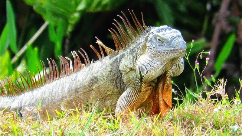 10 Things You Didn'T Know About The Green Iguana