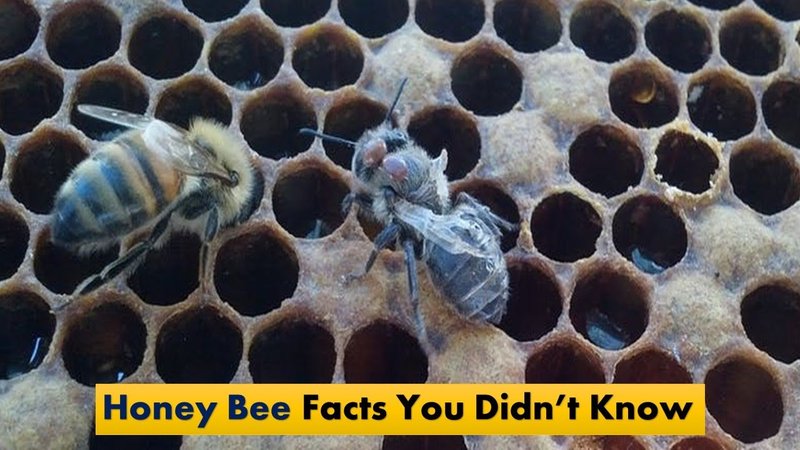 10 Things You Didn'T Know About The Honey Bee