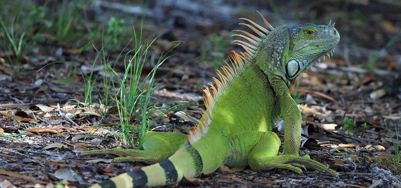 10 Things You Didn'T Know About The Iguana
