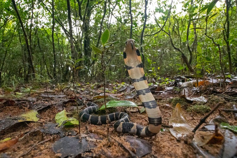 10 Things You Didn'T Know About The King Cobra