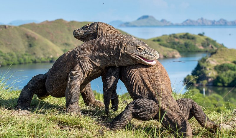 10 Things You Didn'T Know About The Komodo Dragon