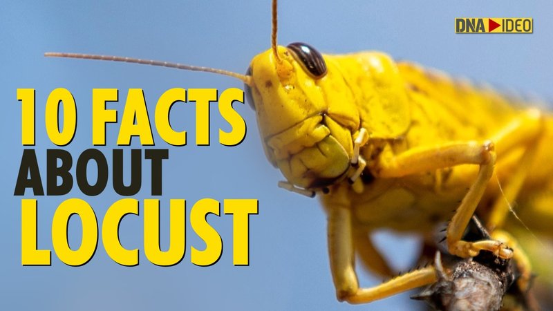 10 Things You Didn'T Know About The Locust