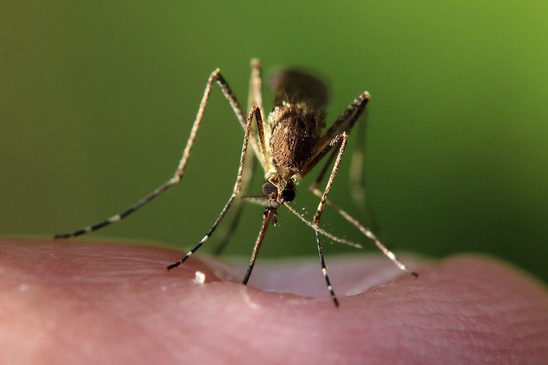 10 Things You Didn'T Know About The Mosquito