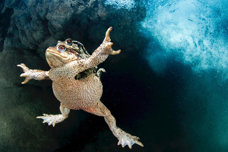 10 Things You Didn'T Know About The Newt