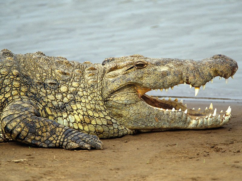 10 Things You Didn'T Know About The Nile Crocodile
