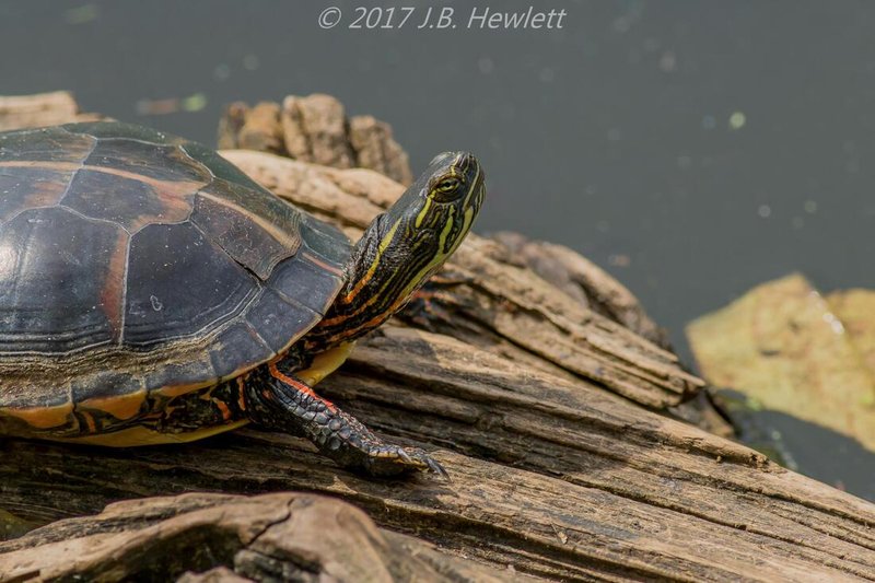 10 Things You Didn'T Know About The Painted Turtle