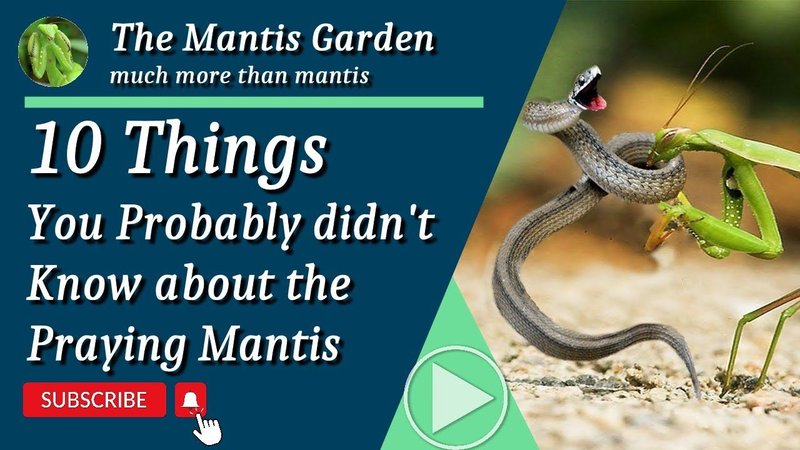 10 Things You Didn'T Know About The Praying Mantis
