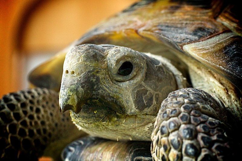 10 Things You Didn'T Know About The Russian Tortoise