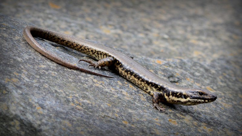 10 Things You Didn'T Know About The Skink