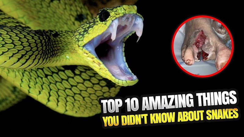 10 Things You Didn'T Know About The Snake