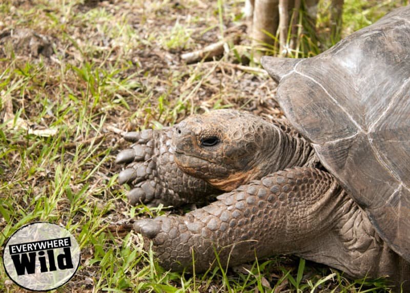 10 Things You Didn'T Know About The Tortoise