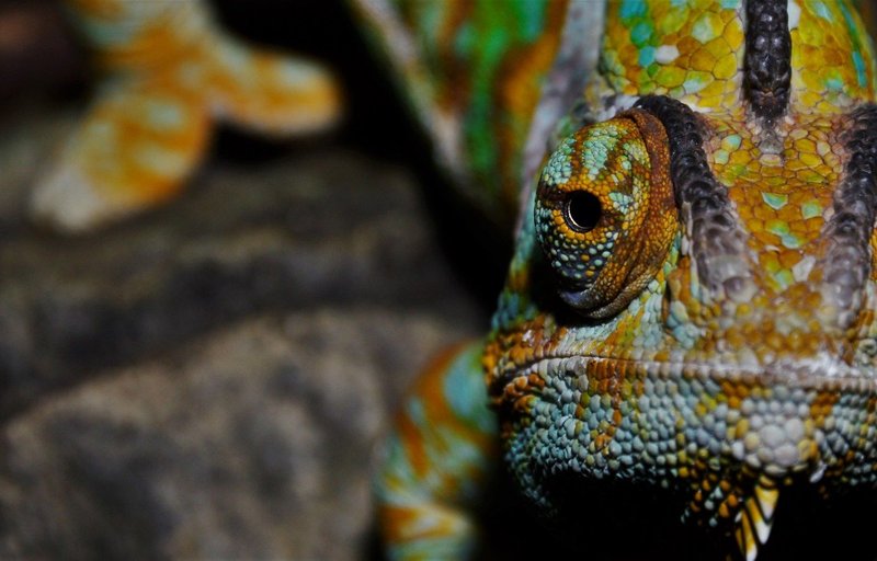 10 Things You Didn'T Know About The Veiled Chameleon