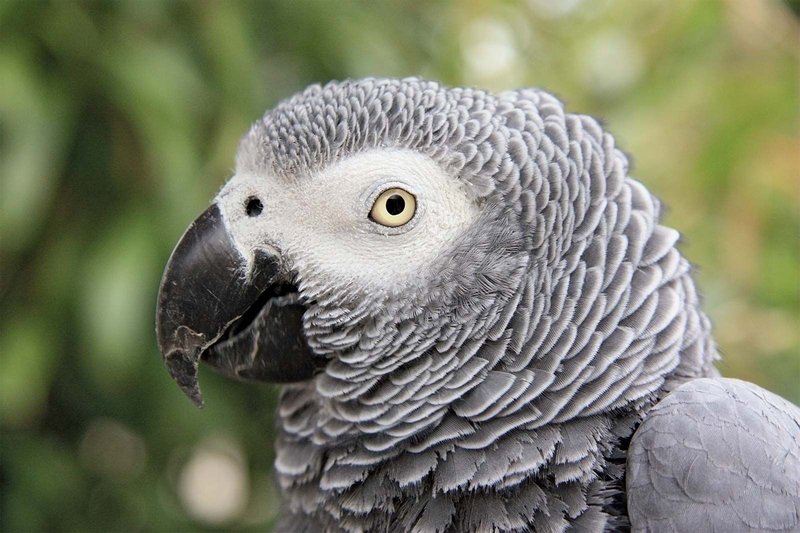 10 Things You Might Not Know About The African Grey Parrot