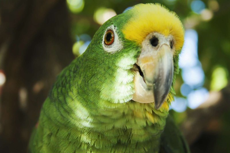 10 Things You Might Not Know About The Amazon Parrot