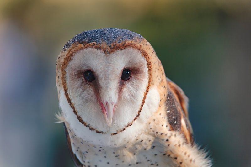 10 Things You Might Not Know About The Barn Owl