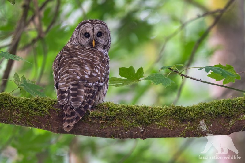 10 Things You Might Not Know About The Barred Owl