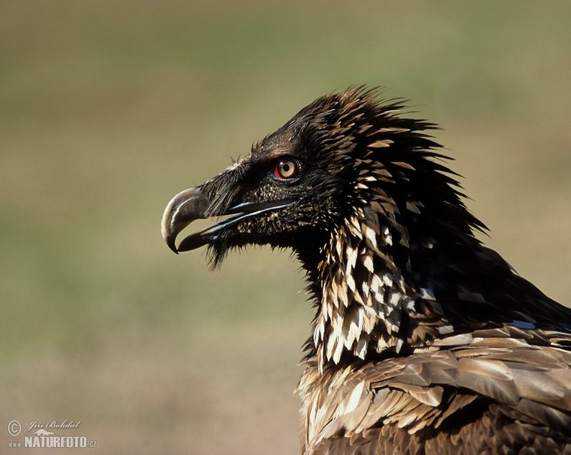 10 Things You Might Not Know About The Bearded Vulture