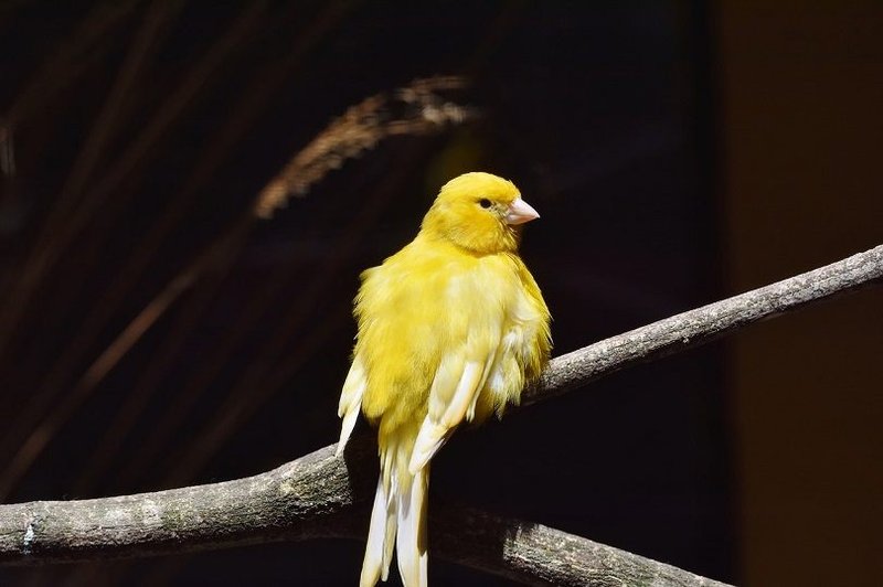 10 Things You Might Not Know About The Canary