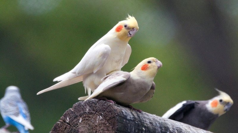 10 Things You Might Not Know About The Cockatiel