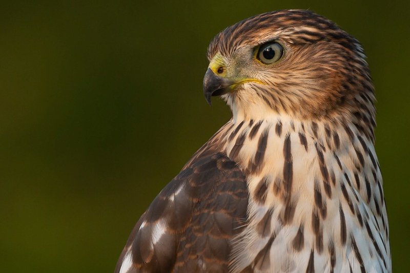 10 Things You Might Not Know About The Cooper’S Hawk