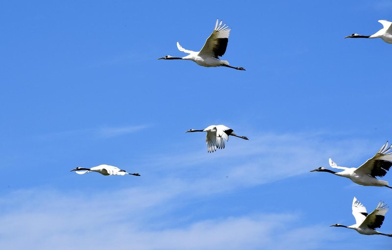 10 Things You Might Not Know About The Crane