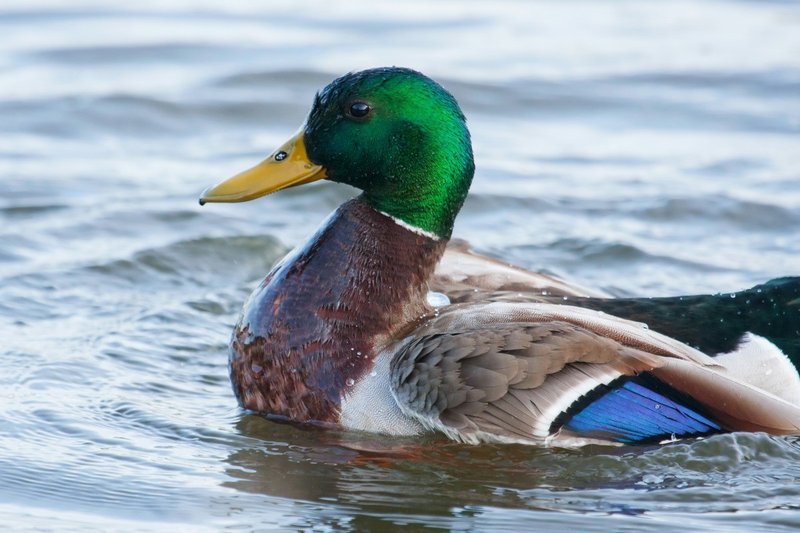 10 Things You Might Not Know About The Duck
