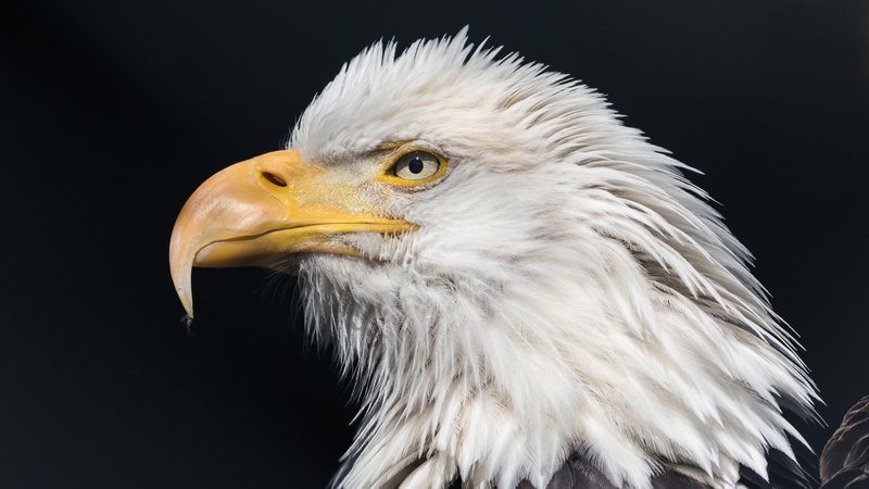 10 Things You Might Not Know About The Eagle