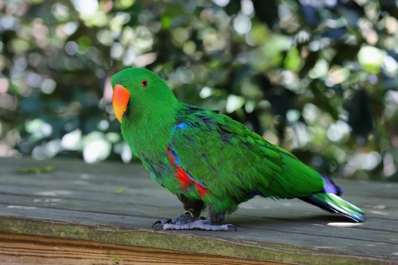 10 Things You Might Not Know About The Eclectus Parrot