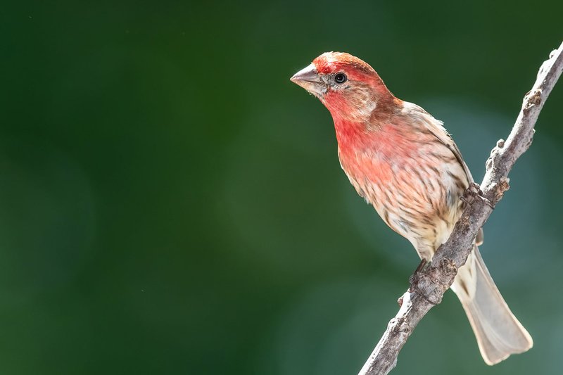 10 Things You Might Not Know About The Finch